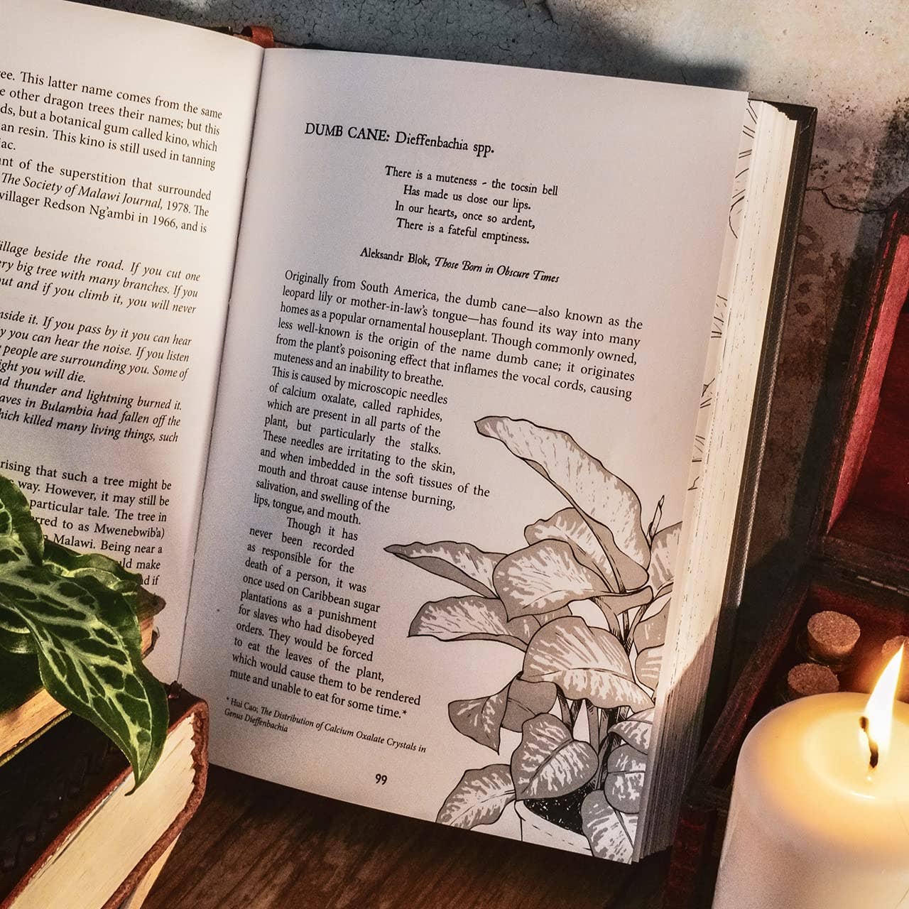 Botanical Curses and Poisons: The Shadow-Lives of Plants - Image 4