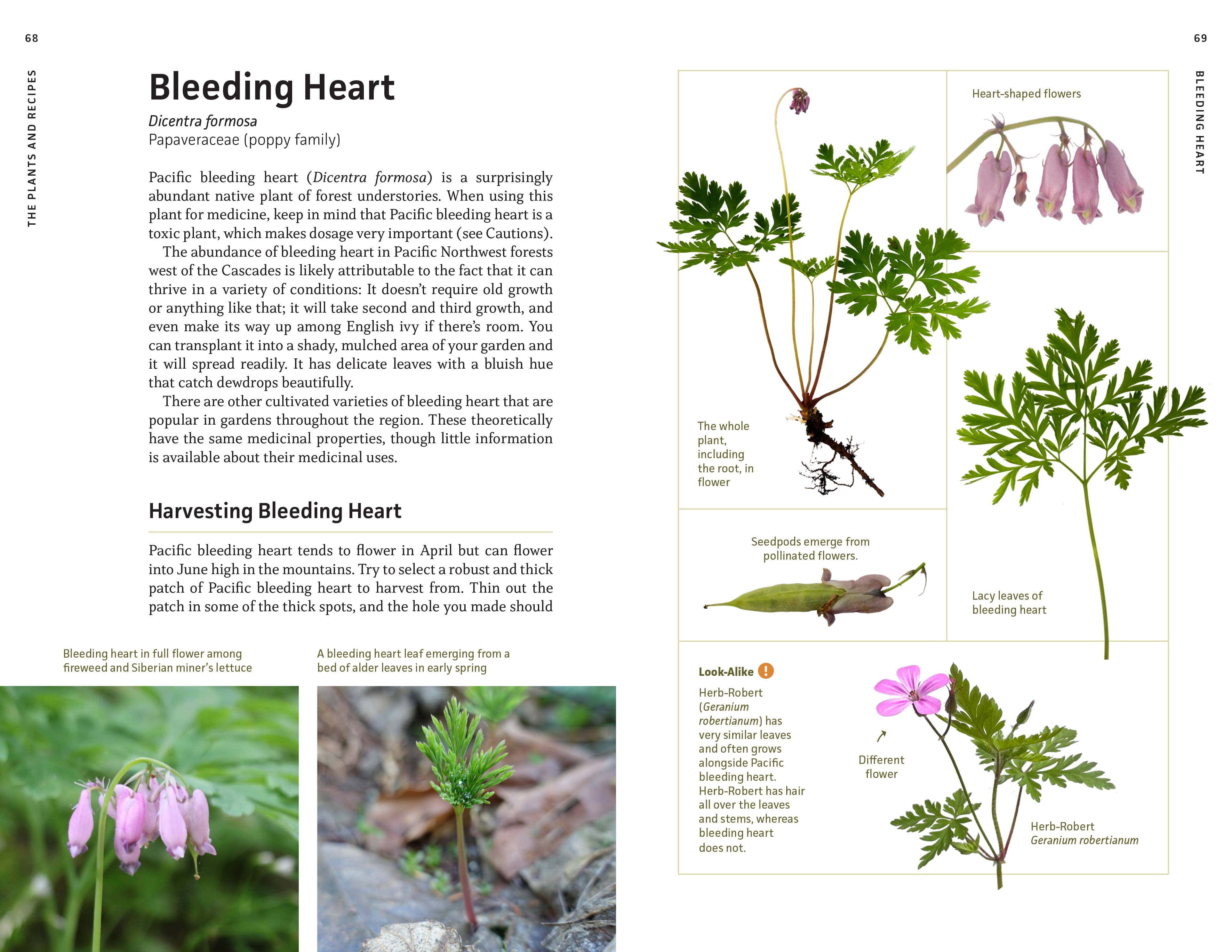 Medicinal Plants of the Pacific Northwest - Image 2