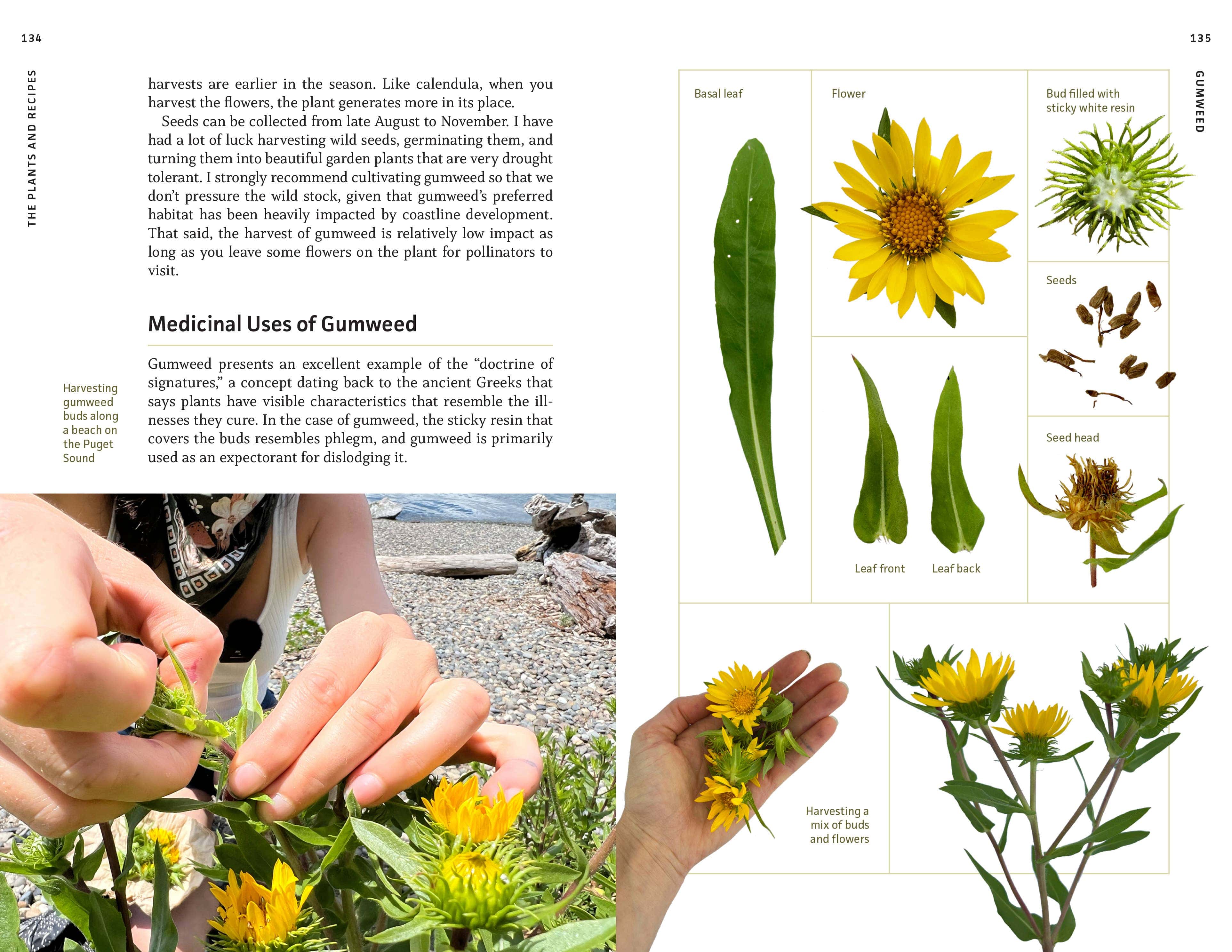 Medicinal Plants of the Pacific Northwest - Image 5
