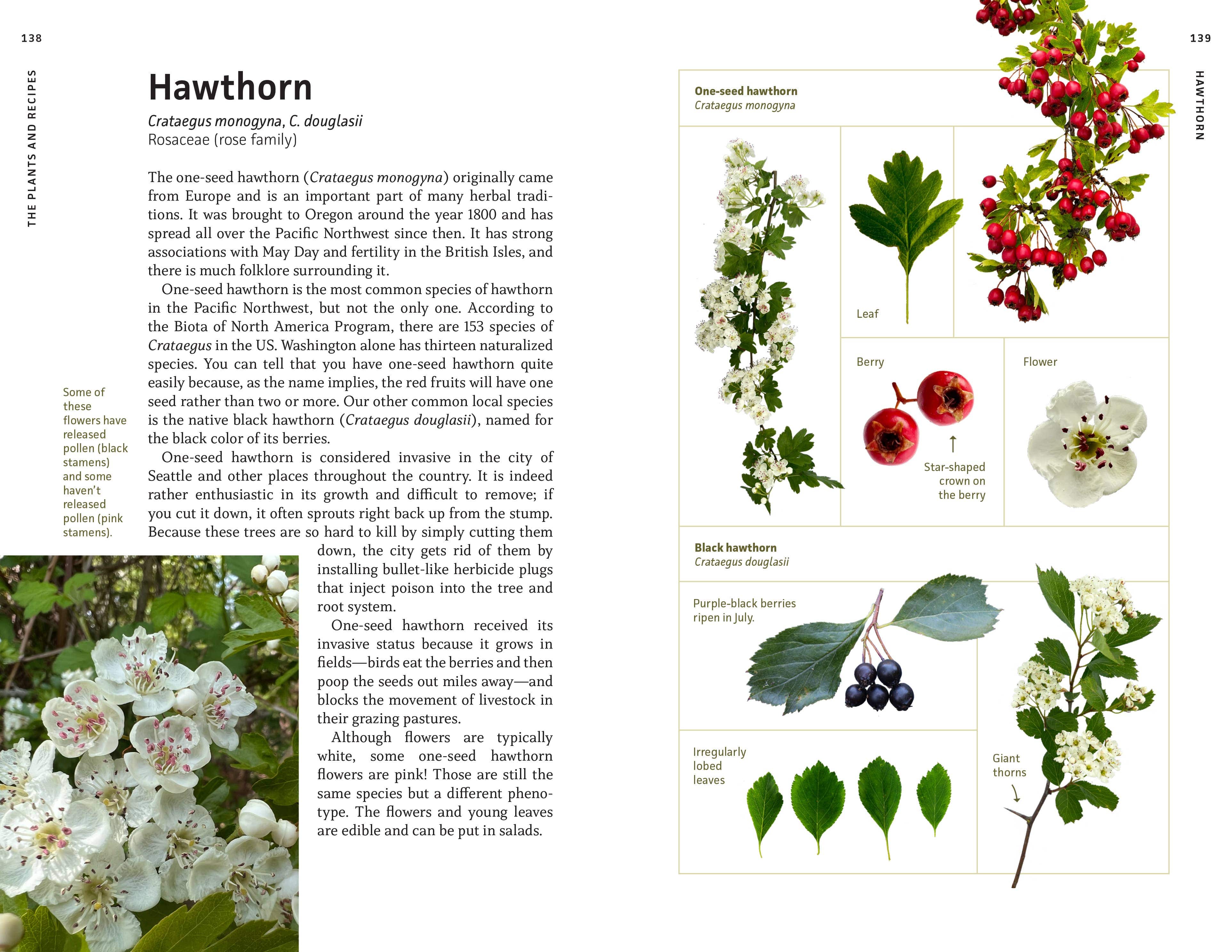 Medicinal Plants of the Pacific Northwest - Image 6